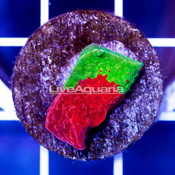 USA Cultured Ultra Chalice Coral