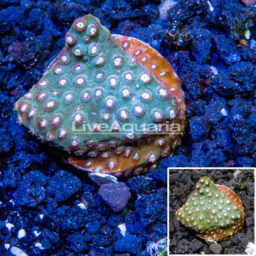 LiveAquaria® Cultured Cyphastrea Frag coral