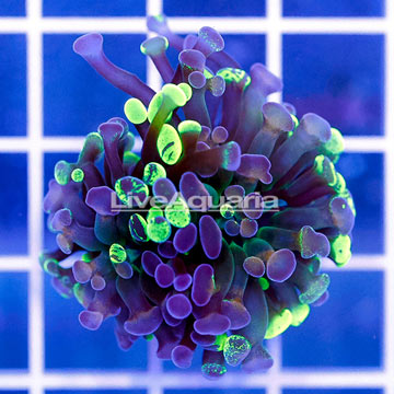 USA Cultured Ultra Hammer Coral