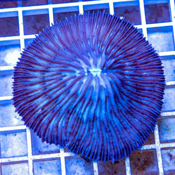Short Tentacle Plate Coral Australia