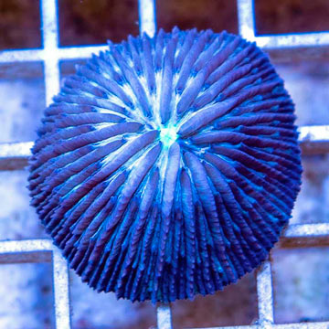 Short Tentacle Plate Coral Australia