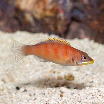 Scarlet Pin Stripe Wrasse