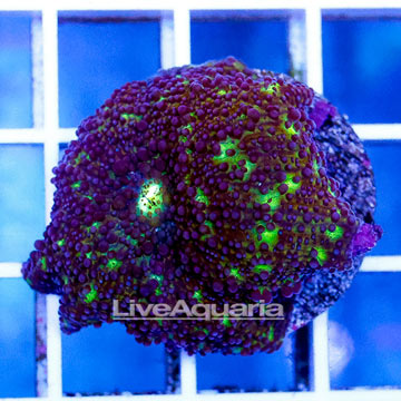 USA Cultured Ultra Ricordea Mushroom