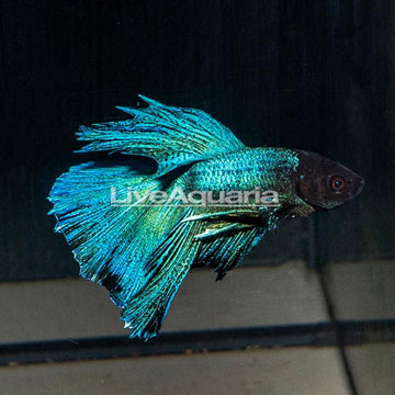 Halfmoon Betta