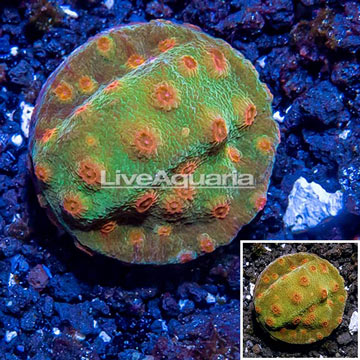 LiveAquaria® Cultured Cyphastrea Coral