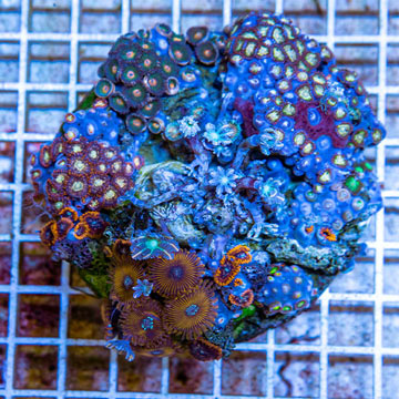 Zoanthus Coral Indonesia