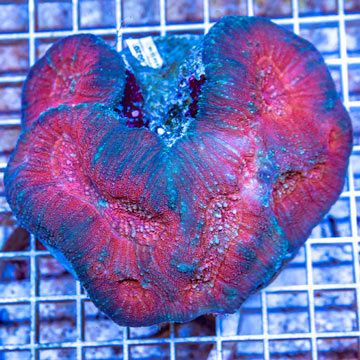 Lobed Brain Coral Indonesia
