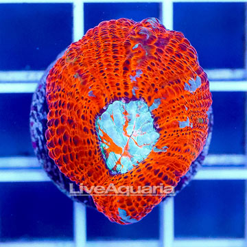 USA Cultured Acan Bowerbanki Coral