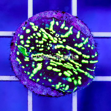 USA Cultured Ultra Chalice Coral