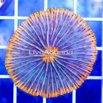 Short Tentacle Plate Coral Indonesia