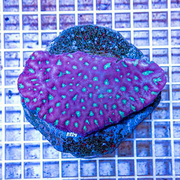 Ultra Favia Brain Coral Indonesia