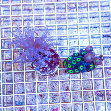 LiveAquaria® Two Pack Cultured Zoanthus and Pineapple Tree Coral