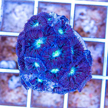 LiveAquaria® Cultured Blastomussa Coral