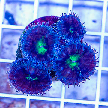 LiveAquaria® Cultured Acan Lord Coral