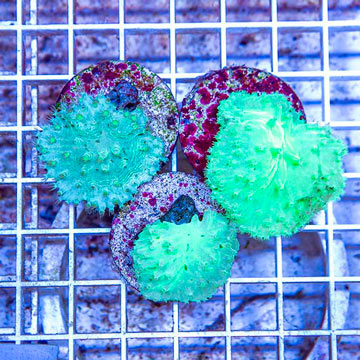 LiveAquaria® Three Pack Cultured Green Cabbage Leather Coral