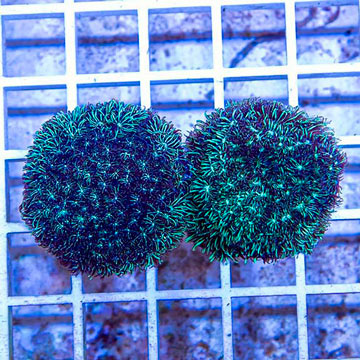 LiveAquaria® Two Pack Cultured Leptoseris Coral