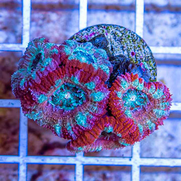 LiveAquaria® Cultured Acan Lord Coral
