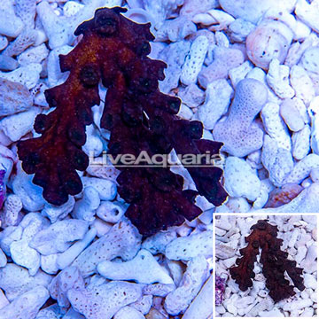 Tube Coral, Black 