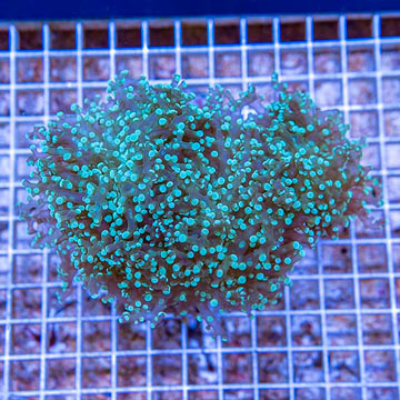 Frogspawn Coral Indonesia