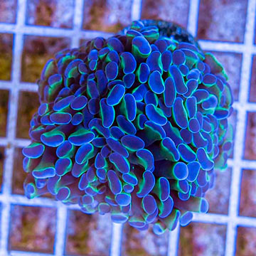 LiveAquaria® Cultured Ultra Hammer Coral