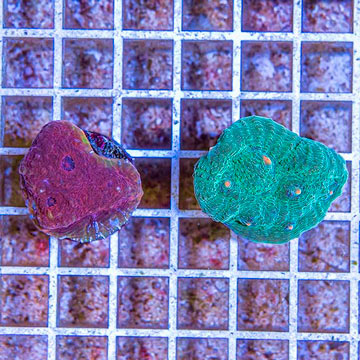 LiveAquaria® Two Pack Cultured Ultra Chalice Coral