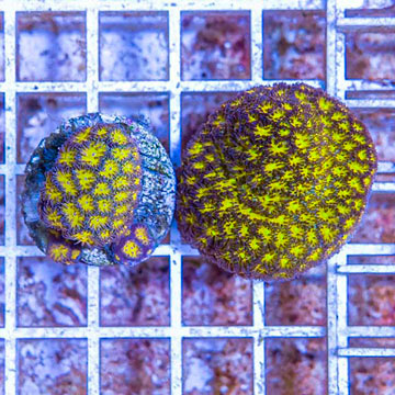 LiveAquaria® Two Pack Cultured Leptastrea Coral