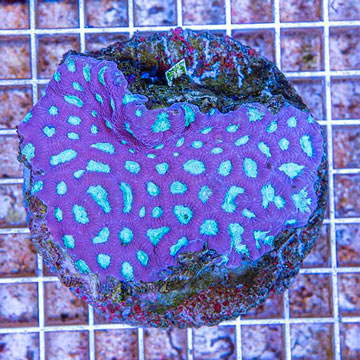 Favia Coral Indonesia