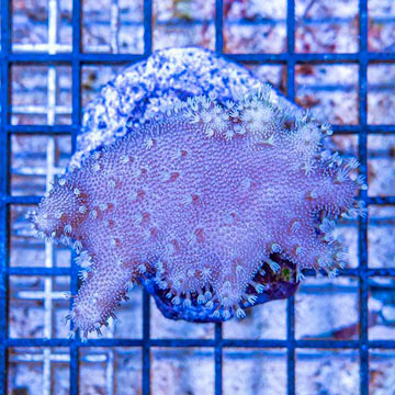 Devil's Hand Leather Coral Indonesia