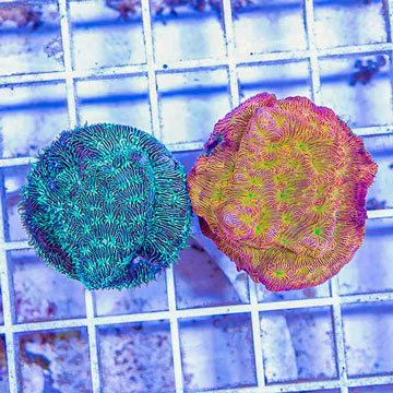 LiveAquaria® Two Pack Cultured Leptoseris Coral