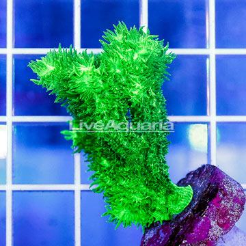 USA Cultured Hydnophora Coral