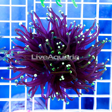 USA Cultured Torch Coral