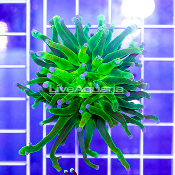 USA Cultured Torch Coral