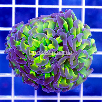 USA Cultured Ultra Hammer Coral