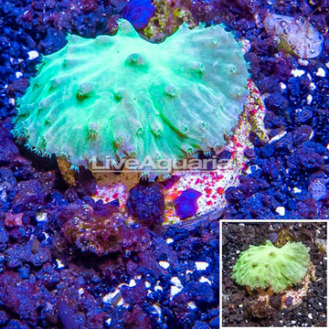 LiveAquaria® Cultured Cabbage Leather Coral 