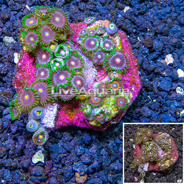 Zoanthus Coral Indonesia