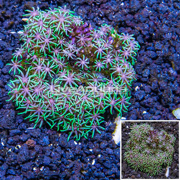 Starburst Polyps Indonesia