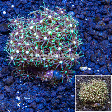 Starburst Polyps Indonesia