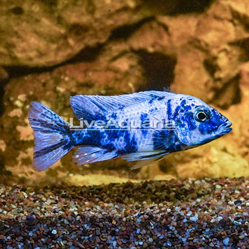 Blue Cichlid