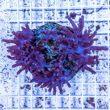 Tree Coral Indonesia