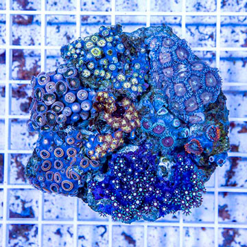 Zoanthus Coral Indonesia