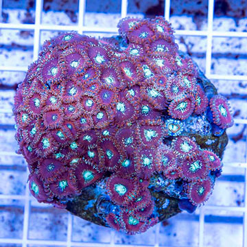 Zoanthus Coral Indonesia