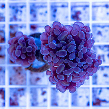 LiveAquaria® Cultured Ultra Hammer Coral