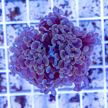 LiveAquaria® Cultured Ultra Hammer Coral