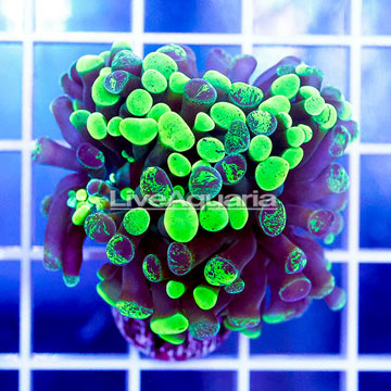 USA Cultured Branching Hammer Coral