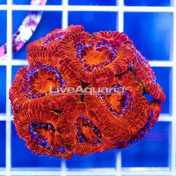 USA Cultured Acan Lord Coral