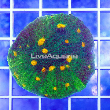 USA Cultured Chalicae Coral