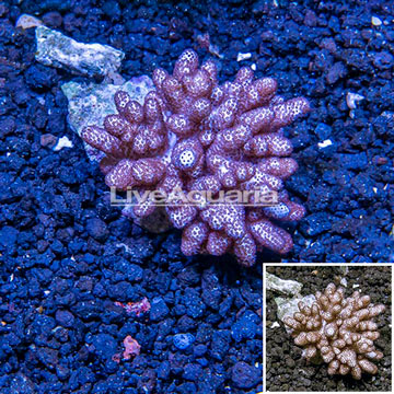 Blushing Leather Coral Fiji