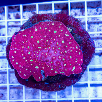 Ultra Chalice Coral Indonesia