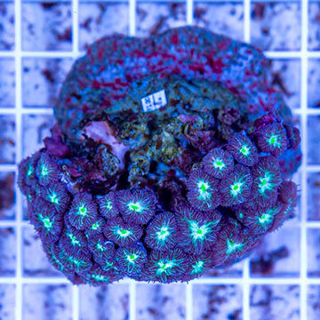 Blastomussa Coral Indonesia