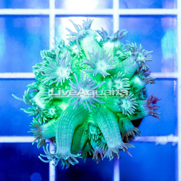 USA Cultured Goniopora Coral